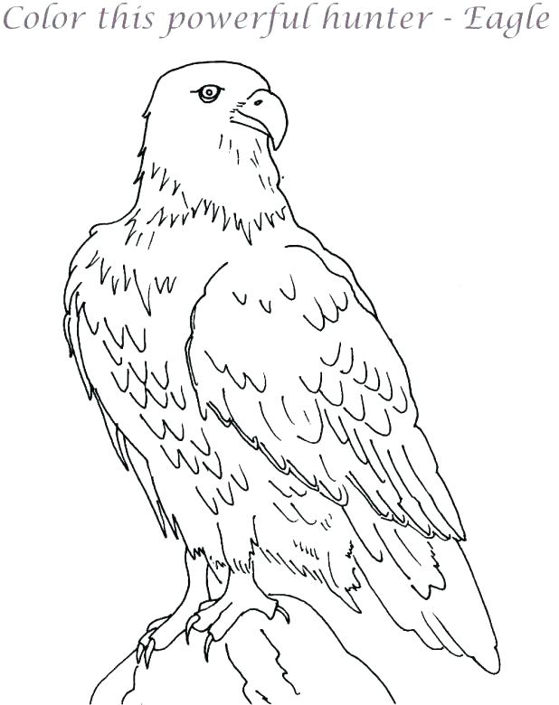 618x780 Bald Eagle Coloring Pages Bald Eagle Coloring Page Packed