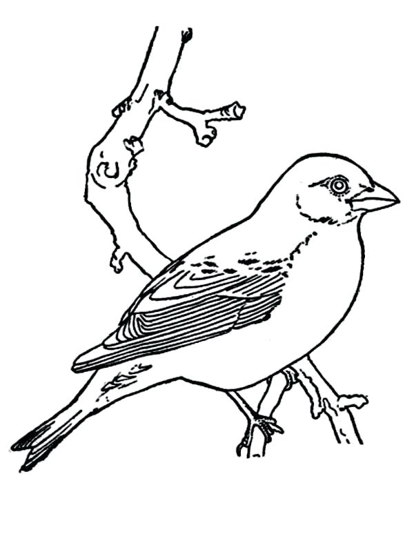 600x800 Birds Of Prey Coloring Pages Picture Of Bird Coloring Page Birds
