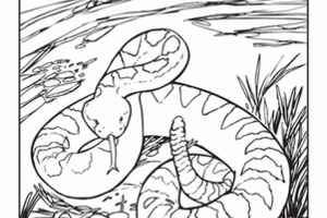 300x200 Western Diamondback Rattlesnake Coloring Pages
