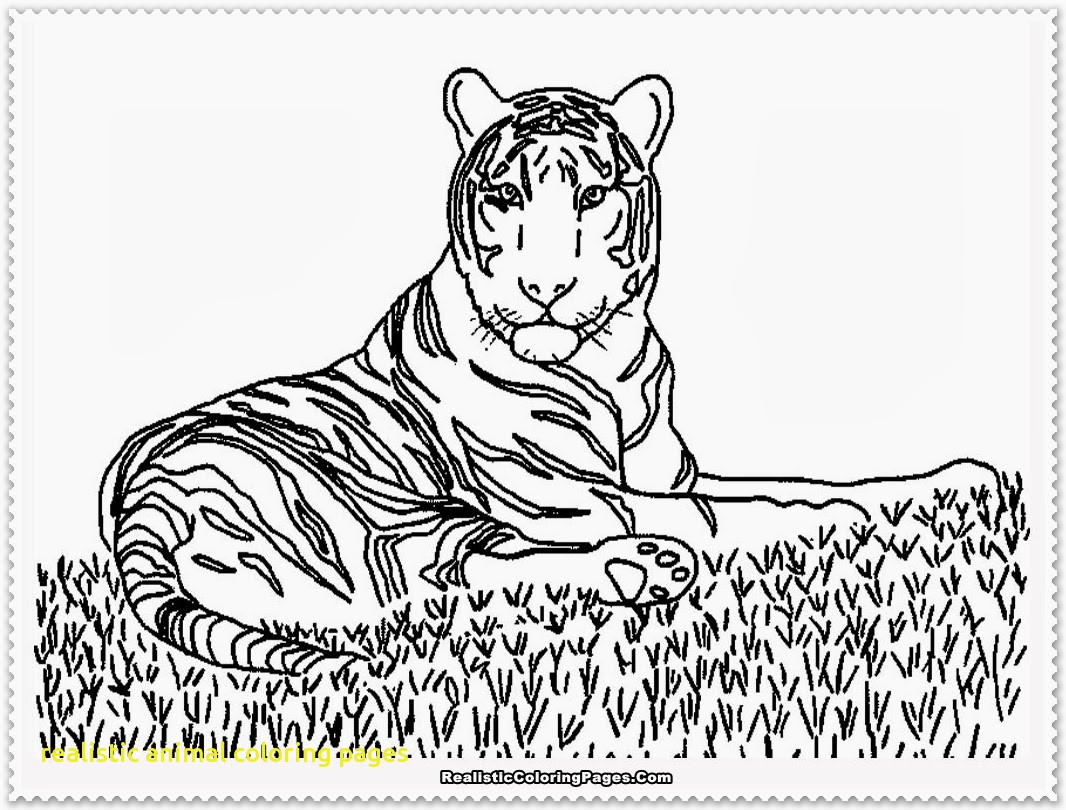 1066x810 Realistic Animal Coloring Pages With Coloring Realistic Animal