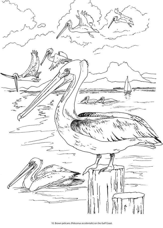 650x907 Resultat D'Imatges De Dover Coloring Book America The Beautiful
