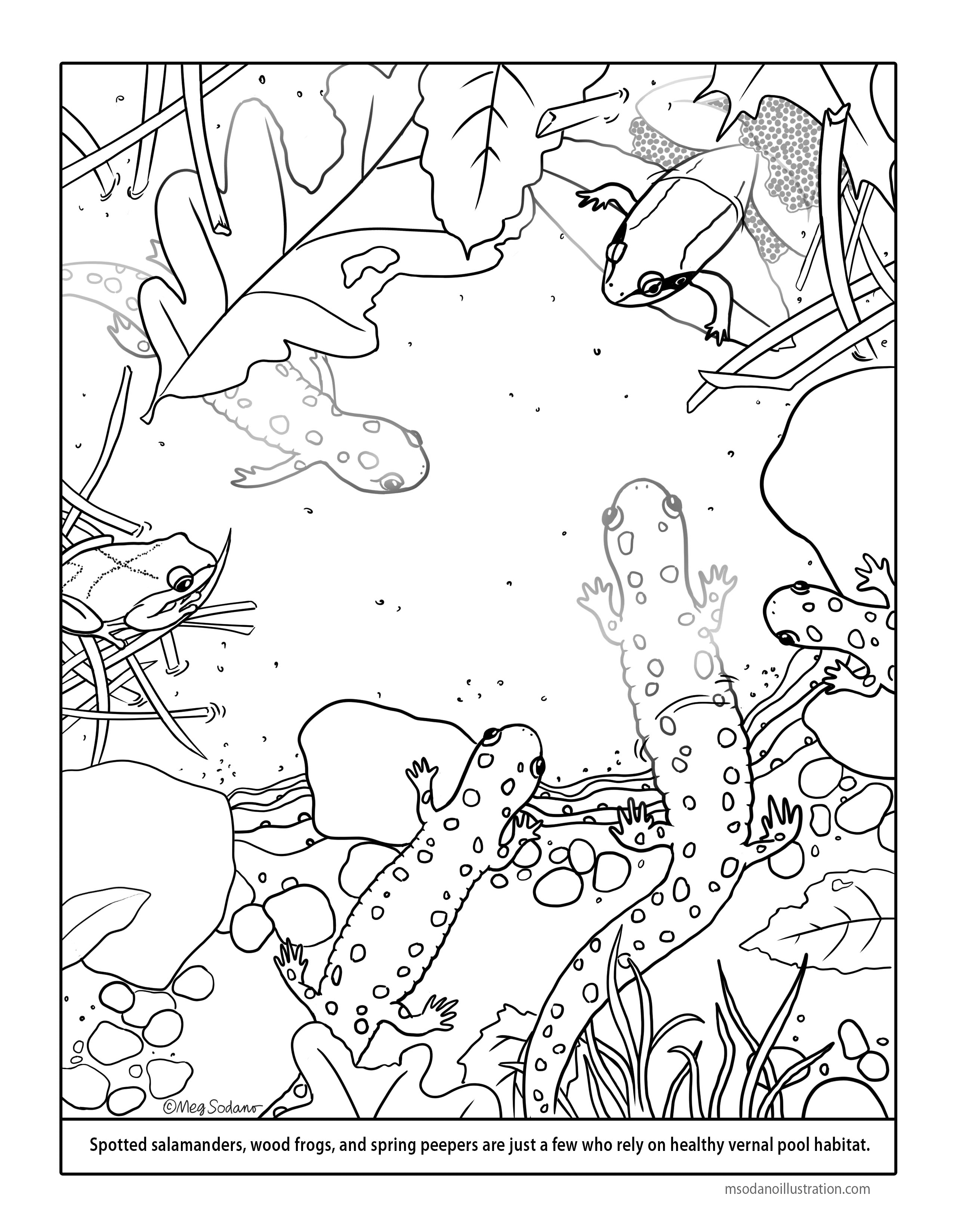 2550x3297 Vernal Pool Coloring Page Meg Sodano Illustration Amp Design