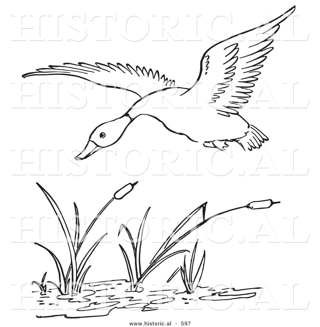 1024x1044 Wetlands Habitat Coloring Page Wetlands Habitat Coloring Page