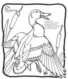 236x276 Bald Eagle Coloring Page Bald Eagle Coloring Page Here Home Bald