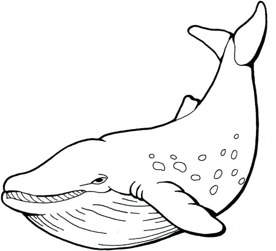 550x500 Orca Coloring Pages Orca Whale Coloring Sheets