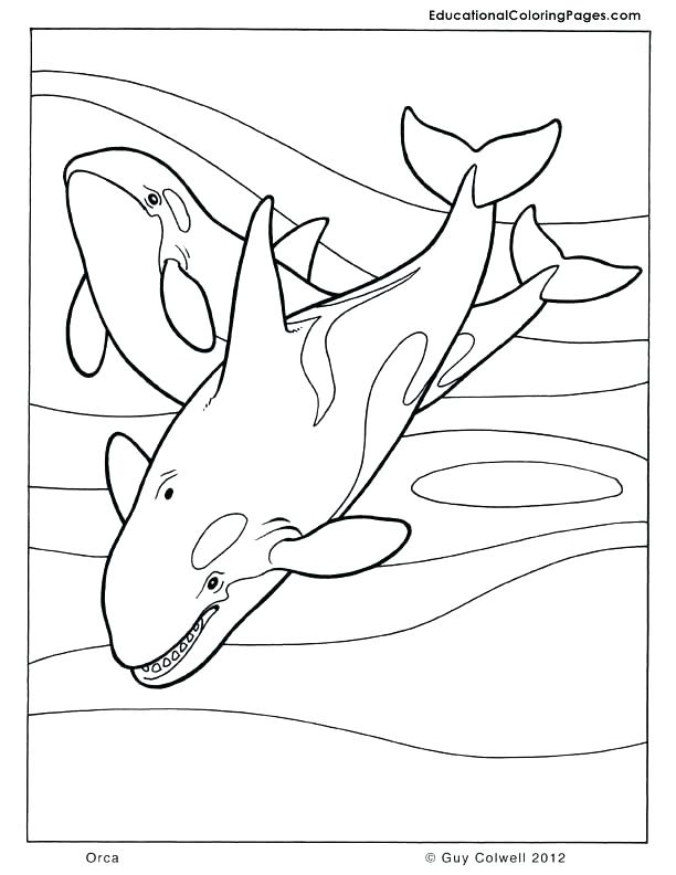 612x792 Whale Coloring Pages Killer Whale Coloring Pages Page Whale