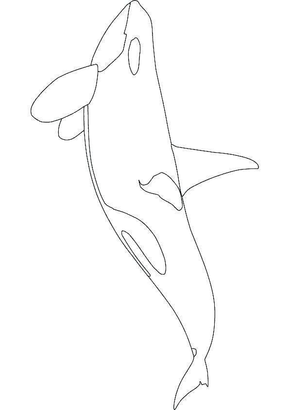 595x842 Coloring Whale Whale Coloring Pages Whale Coloring Pages Killer