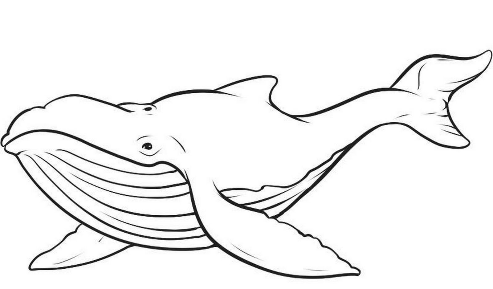 1600x938 Latest Whale Colouring Pictures Coloring Pages