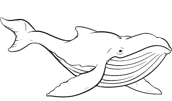 600x352 Whale Coloring Pages Umnistanbulstudyabroadcom Whale Coloring
