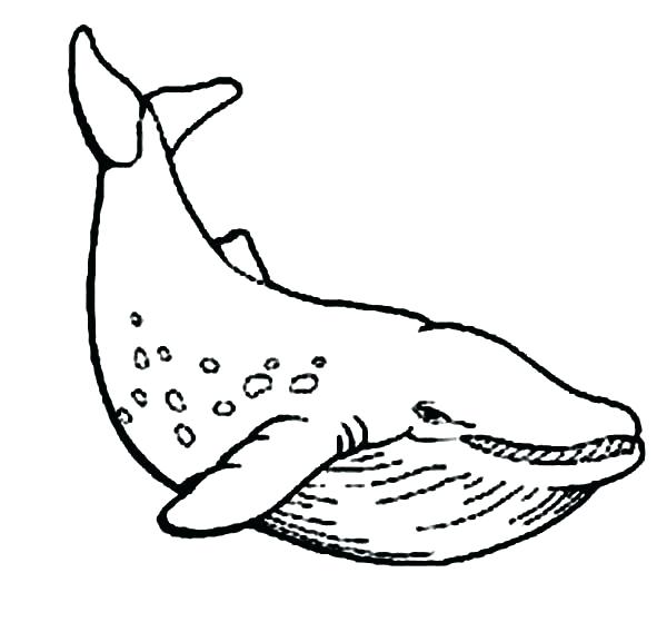 600x559 Whale Coloring Pages