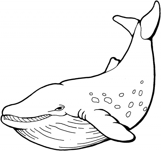 560x525 Blue Whale Coloring Pages Blue Whale Coloring Pages Funycoloring