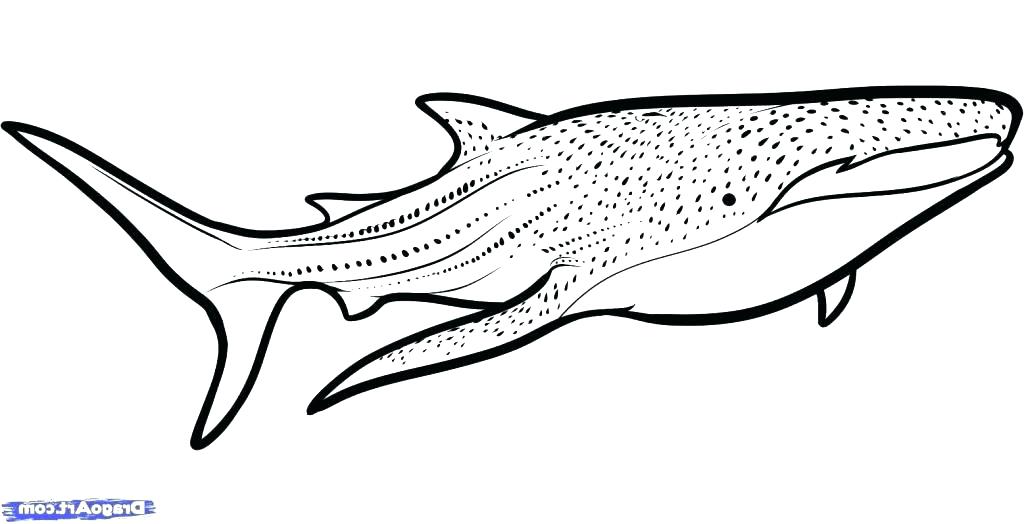 1024x524 Shark Coloring Pages Free Whale Shark Coloring Pages Whale Shark
