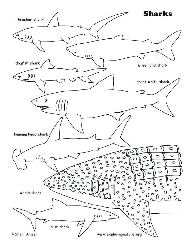 612x792 Shark Colouring Pages To Print Shark Coloring Sheets Whale Shark