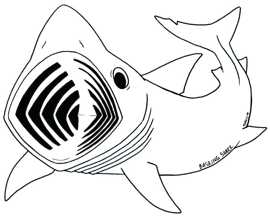 900x724 Shark Picture To Color Whale Shark Line Drawing Pencil And