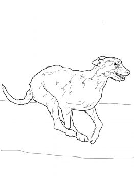 Whippet Coloring Pages