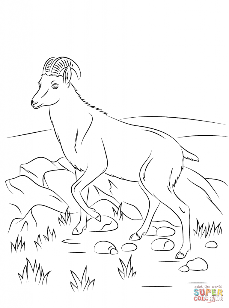 764x1024 Nilgiri Tahr Wild Goat For Coloring Pages
