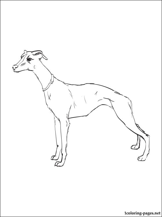 560x750 Whippet Coloring Page Coloring Pages