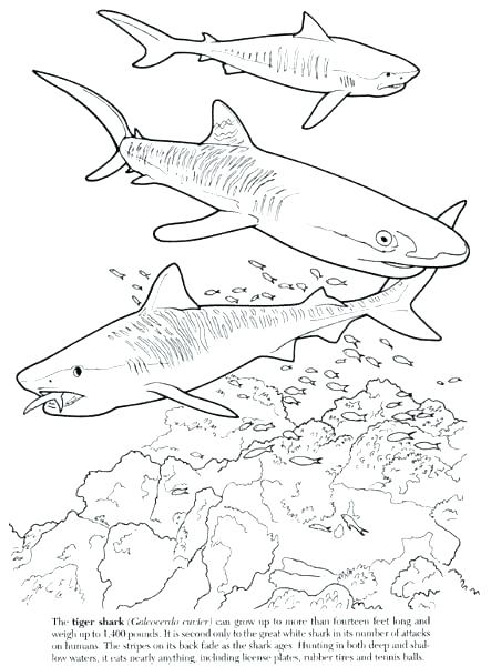 443x600 Clip Art Great White Shark Coloring Page Free Clip Art Great White