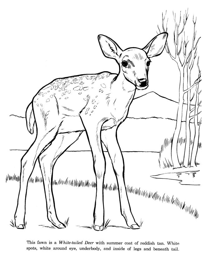 White Tailed Deer Coloring Page