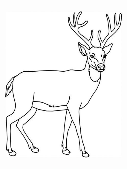 496x661 Traditional And Native American Thanksgiving Coloring Pages
