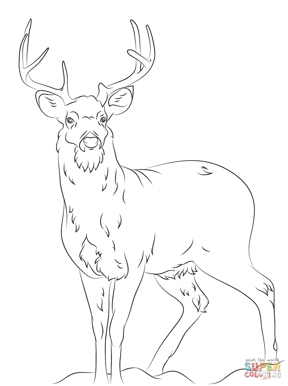 916x1228 White Tail Deer Coloring Page Free Printable Pages Ripping Of Acpra
