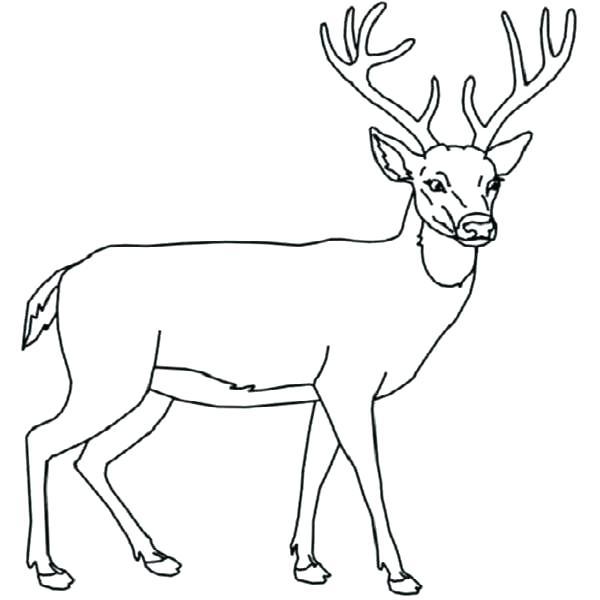 600x600 Whitetail Deer Coloring Pages Deer Coloring Picture The Incredible