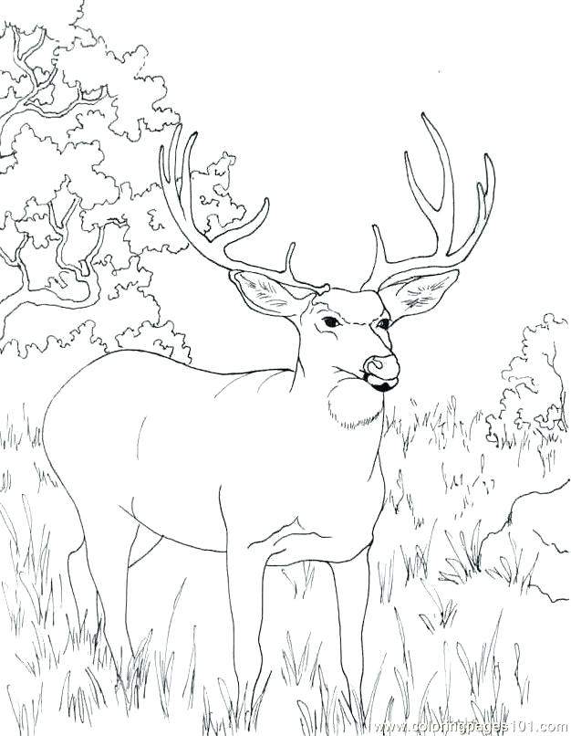 626x806 Whitetail Deer Coloring Pages Whitetail Deer Coloring Pages White