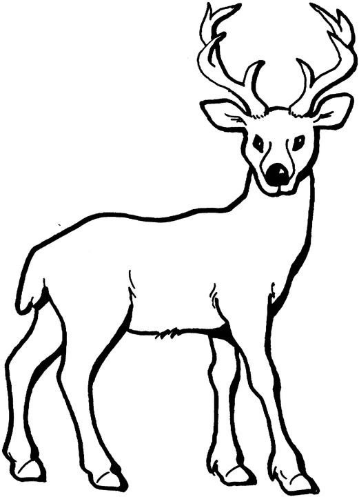 521x720 Deer Coloring Pages