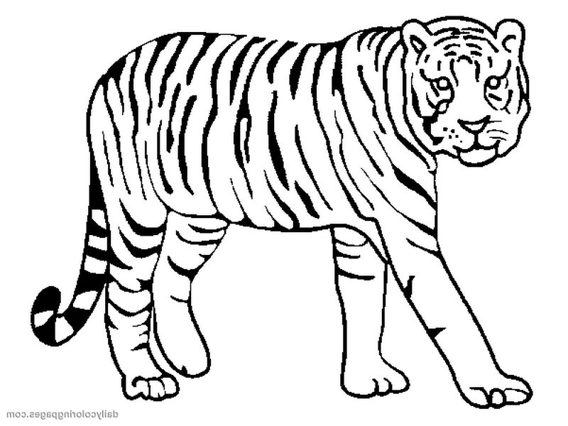800x600 Pin By Alifiah On Coloring Pages Tigers