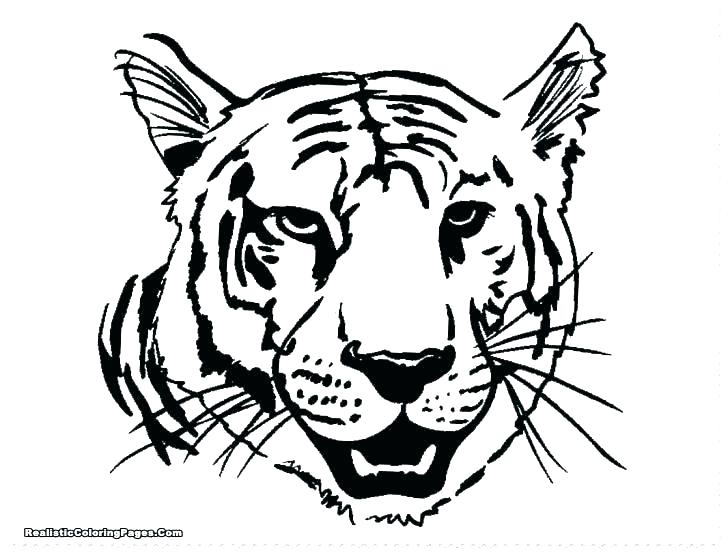 728x553 Tiger Coloring Pages Tiger Cl Baby White Tiger Coloring Page