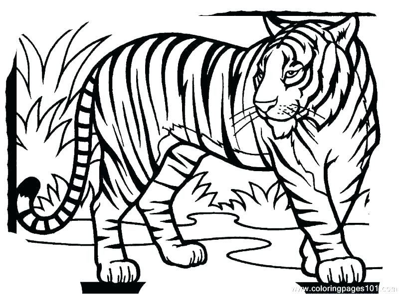 800x591 White Tiger Coloring Pages Elegant Tiger Color Pages Image Tigers