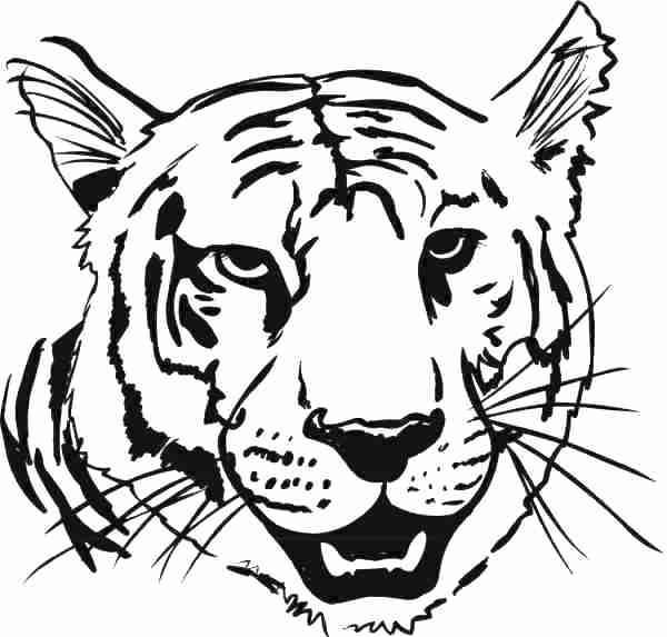 600x573 White Tiger Coloring Pages White Tiger Coloring Pages Coloring