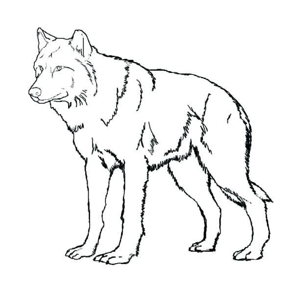 600x600 Realistic Wolf Coloring Pages To Print Wolf Realistic Wolf