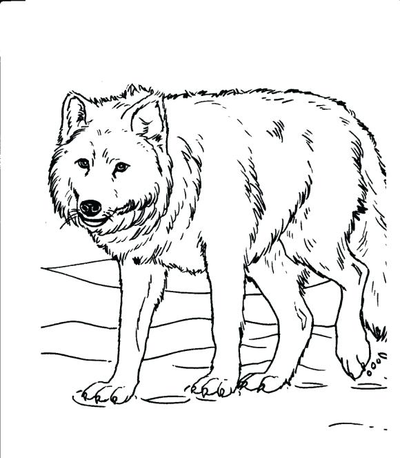 580x663 Wolf Coloring Pages For Adults White Wolf Drawing Free Printable