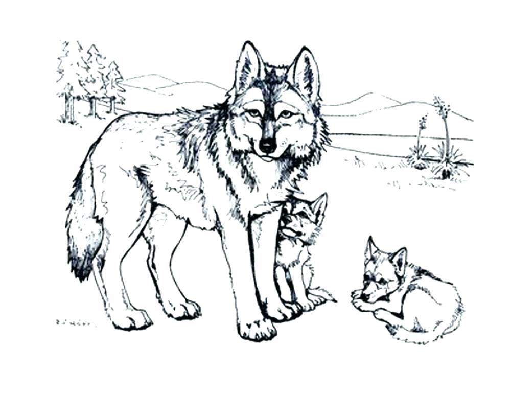 1000x773 Wolf Coloring Pages To Print Free Wolf Coloring Pages Printable