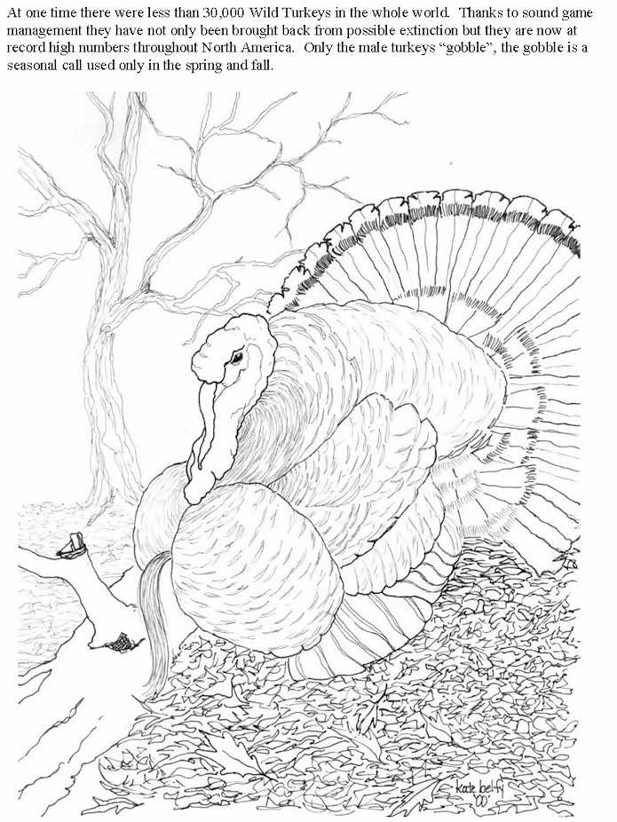 695x926 Whitetail Deer Coloring Page Free Download