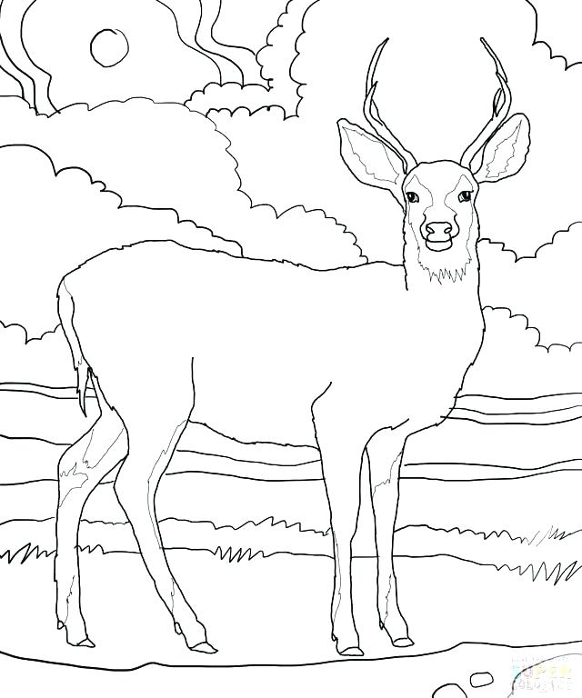 640x768 Whitetail Deer Coloring Pages 11