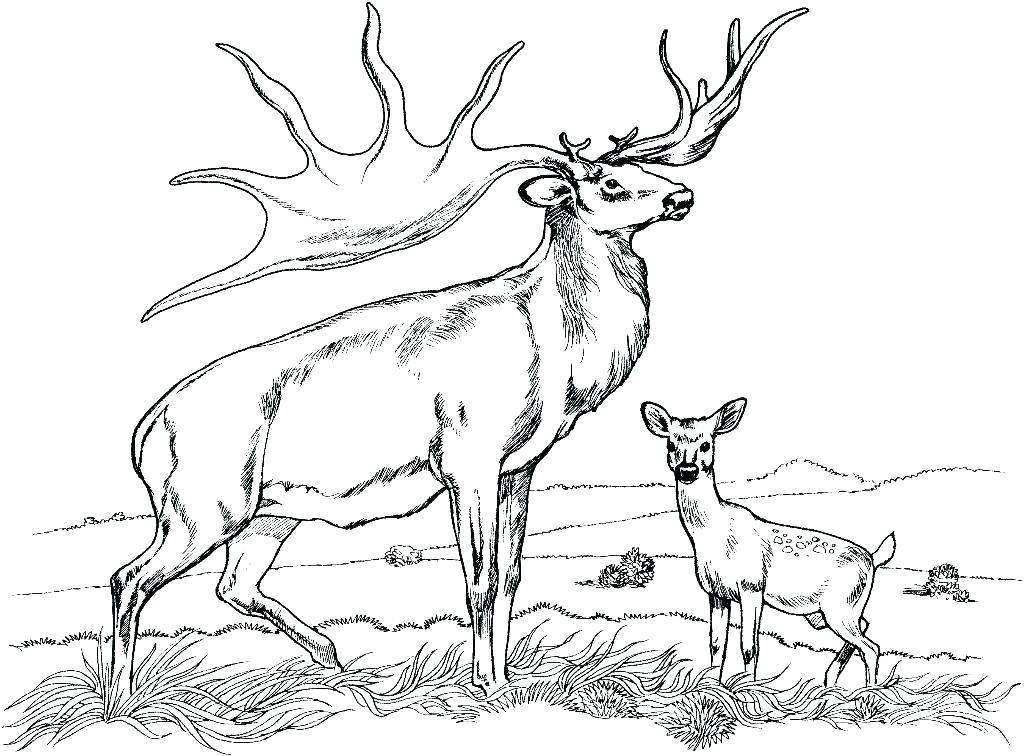 1024x756 Coloring Pages Deer Whitetail Deer Coloring Pages Image Of Buck