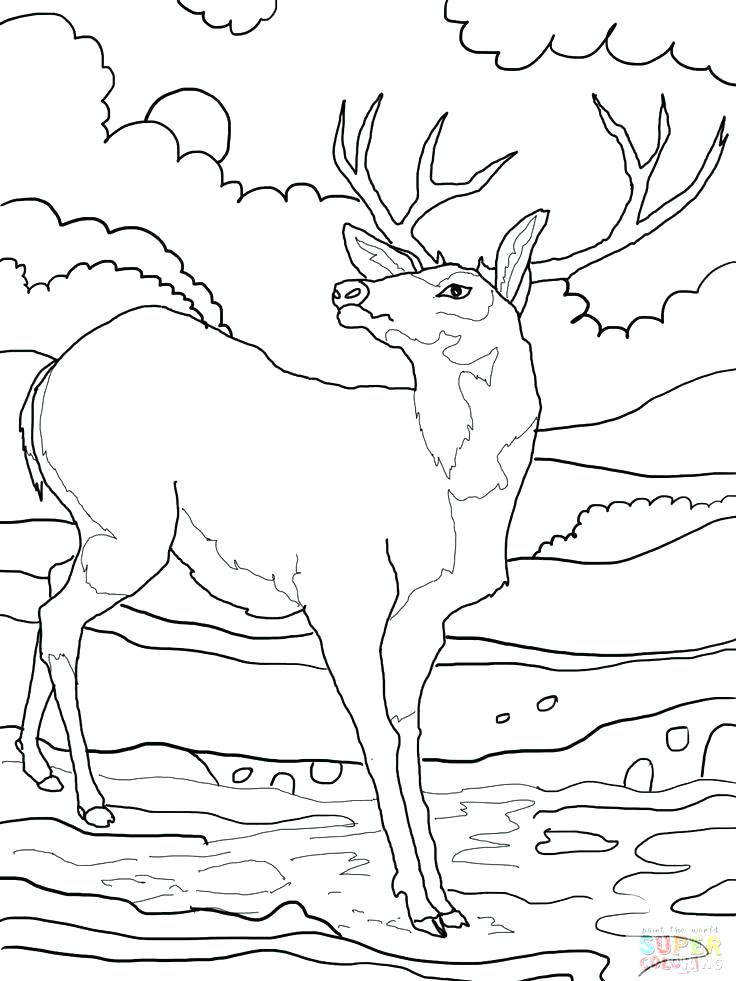 736x981 Whitetail Deer Coloring Pages Realistic Whitetail Deer Coloring