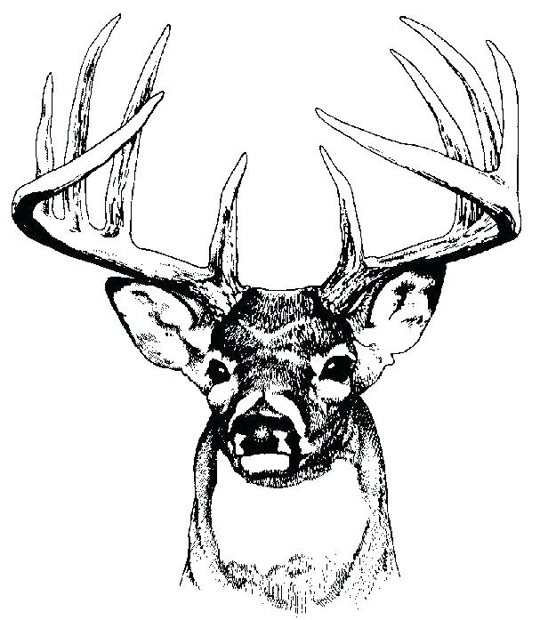 607x697 Whitetail Deer Coloring Pages Running Coloring Pages Elk Coloring