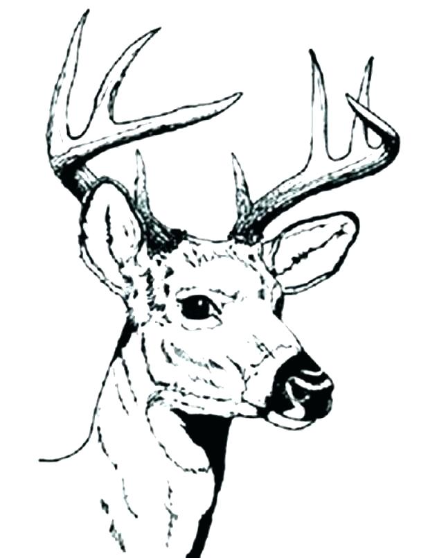 618x805 Whitetail Deer Coloring Pages