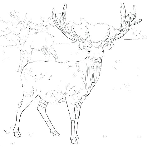 471x480 Coloring Pages Of Deer Elk Coloring Pages Coloring Pages Deer Elk