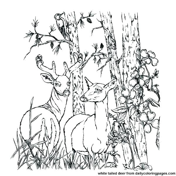 600x600 Deer Coloring Sheet