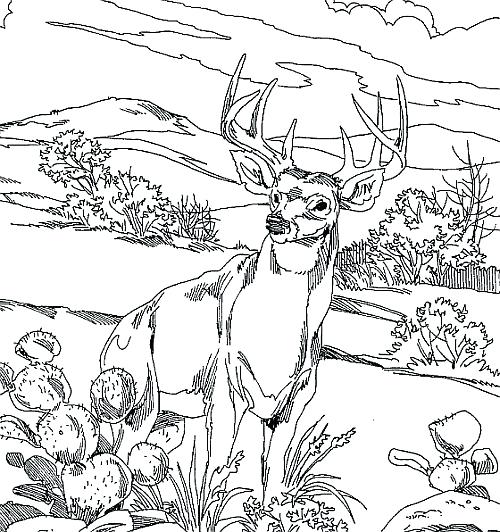 500x532 Deer Coloring Page Deer Hunting Coloring Pages For Funny Print