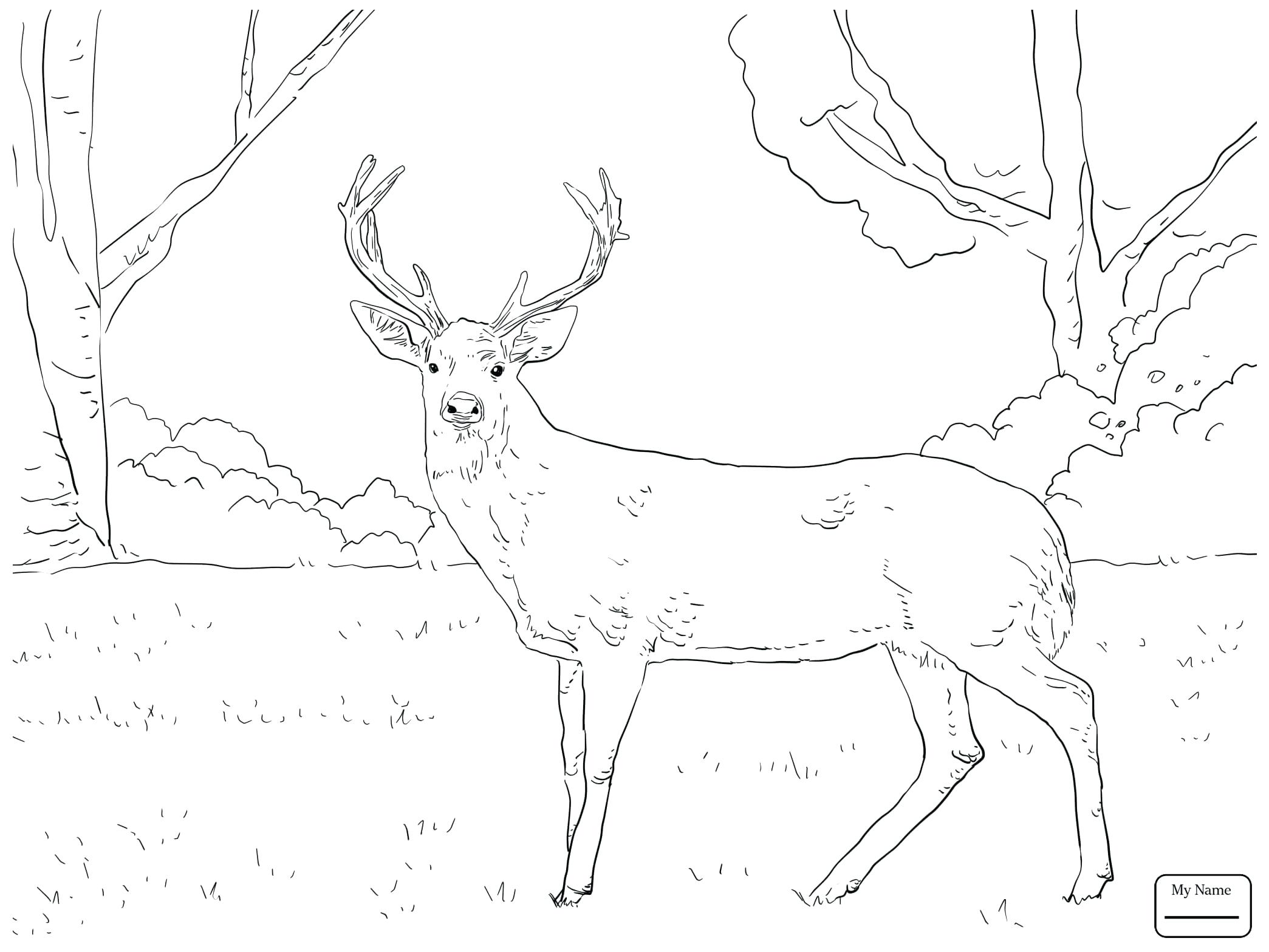 2089x1567 Deer Coloring Pages John Deere Gator Free Coyote Page Christmas