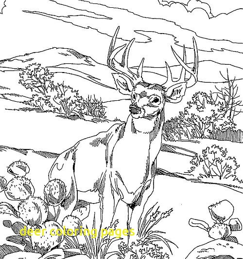 500x532 Deer Coloring Pages With Whitetail Deer Coloring Pages O Whitetail