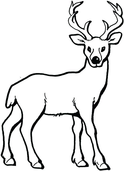 521x720 Free Deer Coloring Pages Whitetail Deer Head Coloring Pages