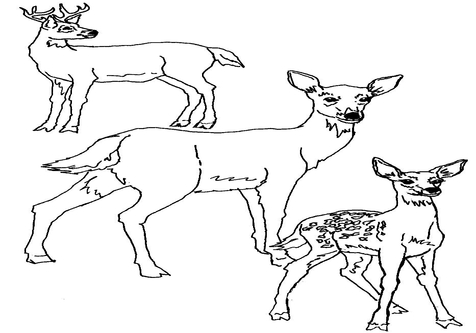 476x333 Realistic Whitetail Deer Coloring Page Image Clipart Images