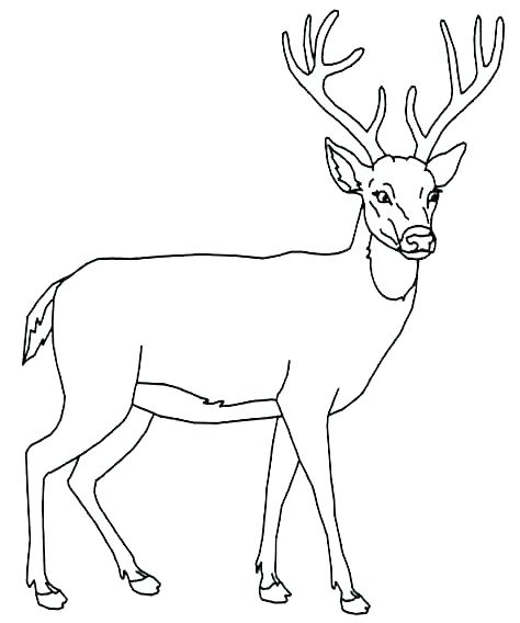 474x568 Coloring Page Deer