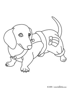 236x304 Dachshund Coloring Page. Affordable Amazing Coloring Pages Of Dogs